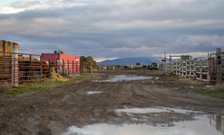 Expansive ranch land with rolling hills and open sky representing conservation easement properties