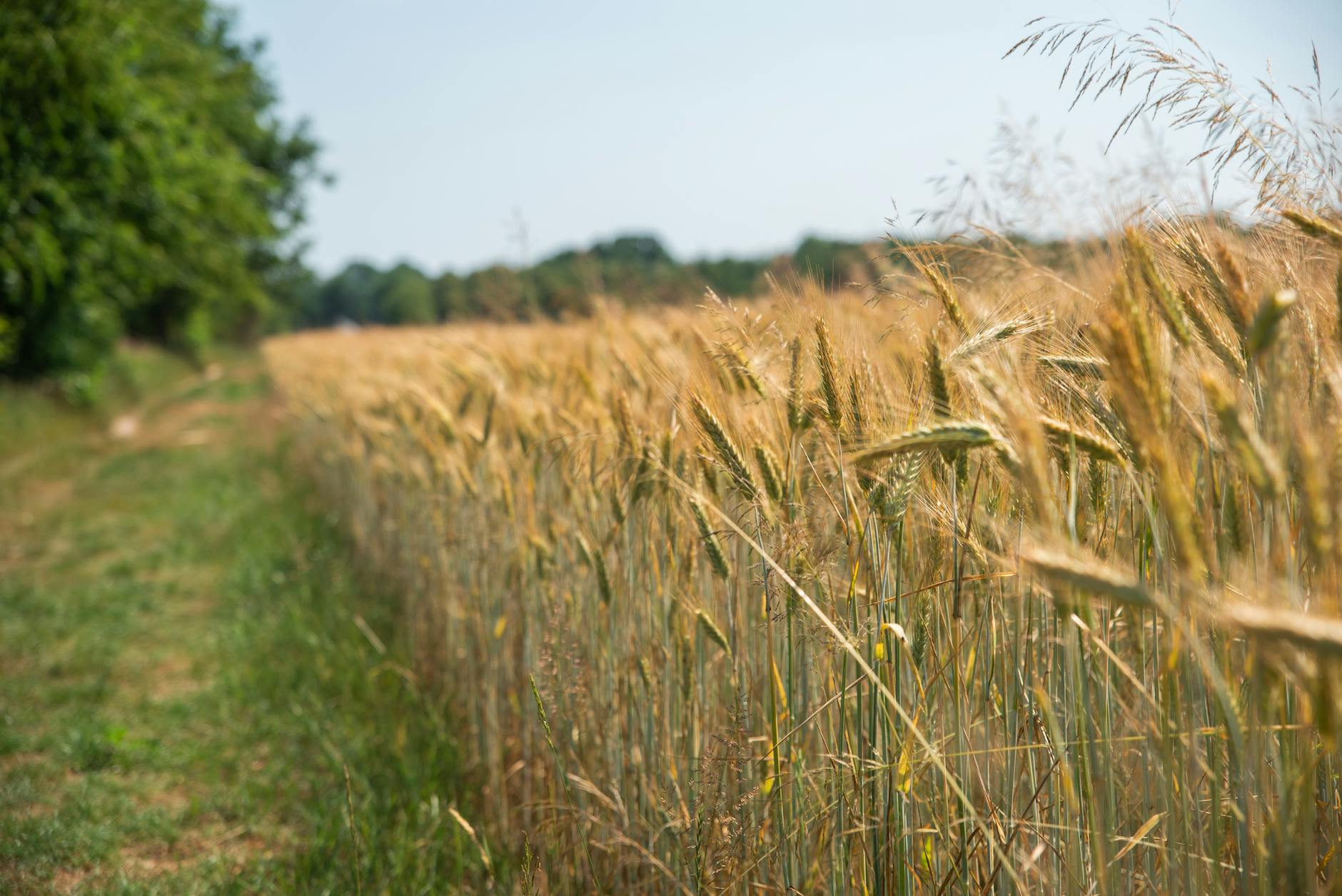 Golden wheat field during harvest season under blue sky
