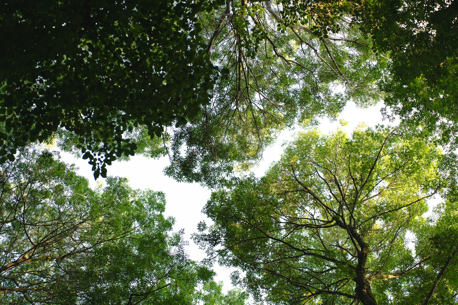 Aerial view of lush green forest canopy for carbon sequestration