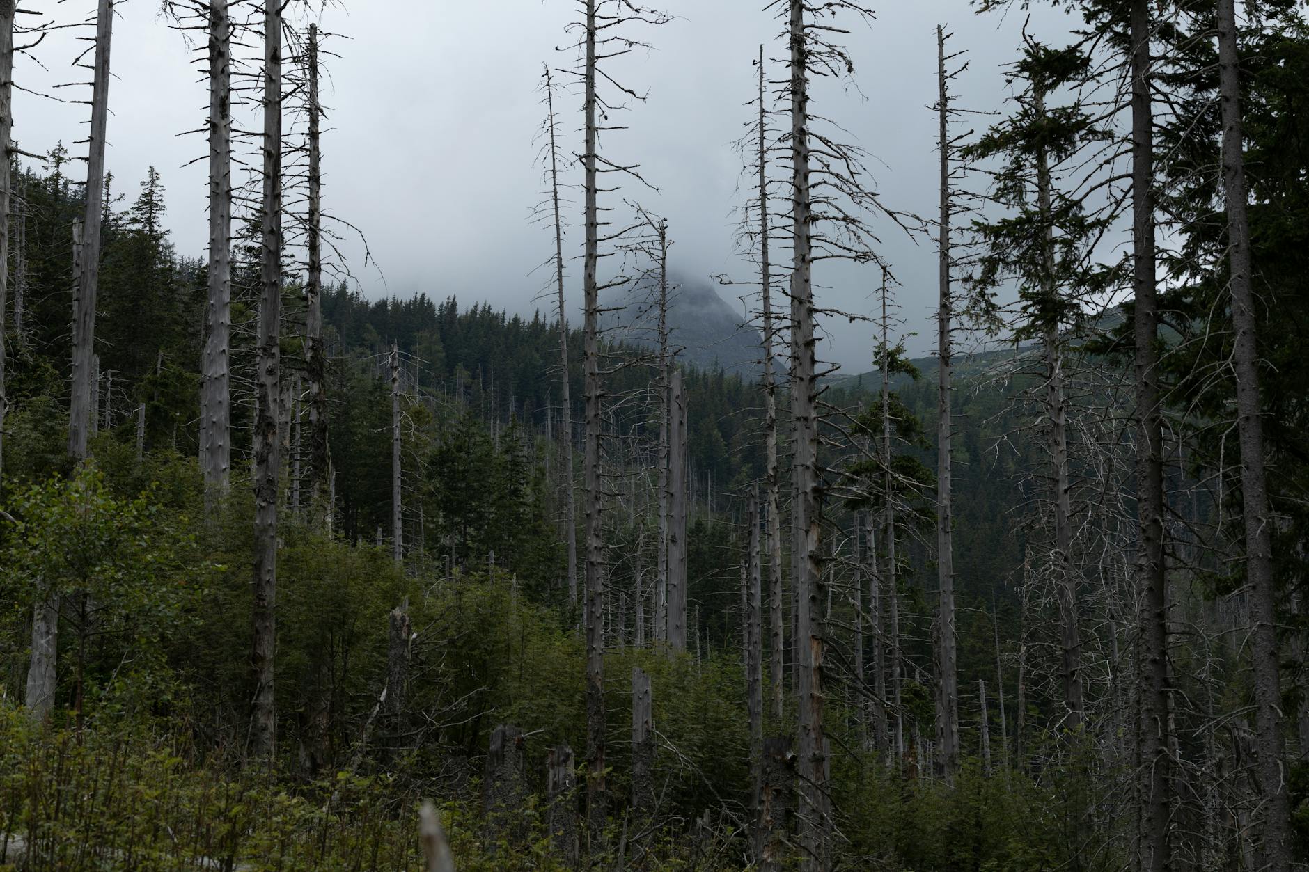 Pristine mountain forest landscape showing the type of land preserved through conservation easements