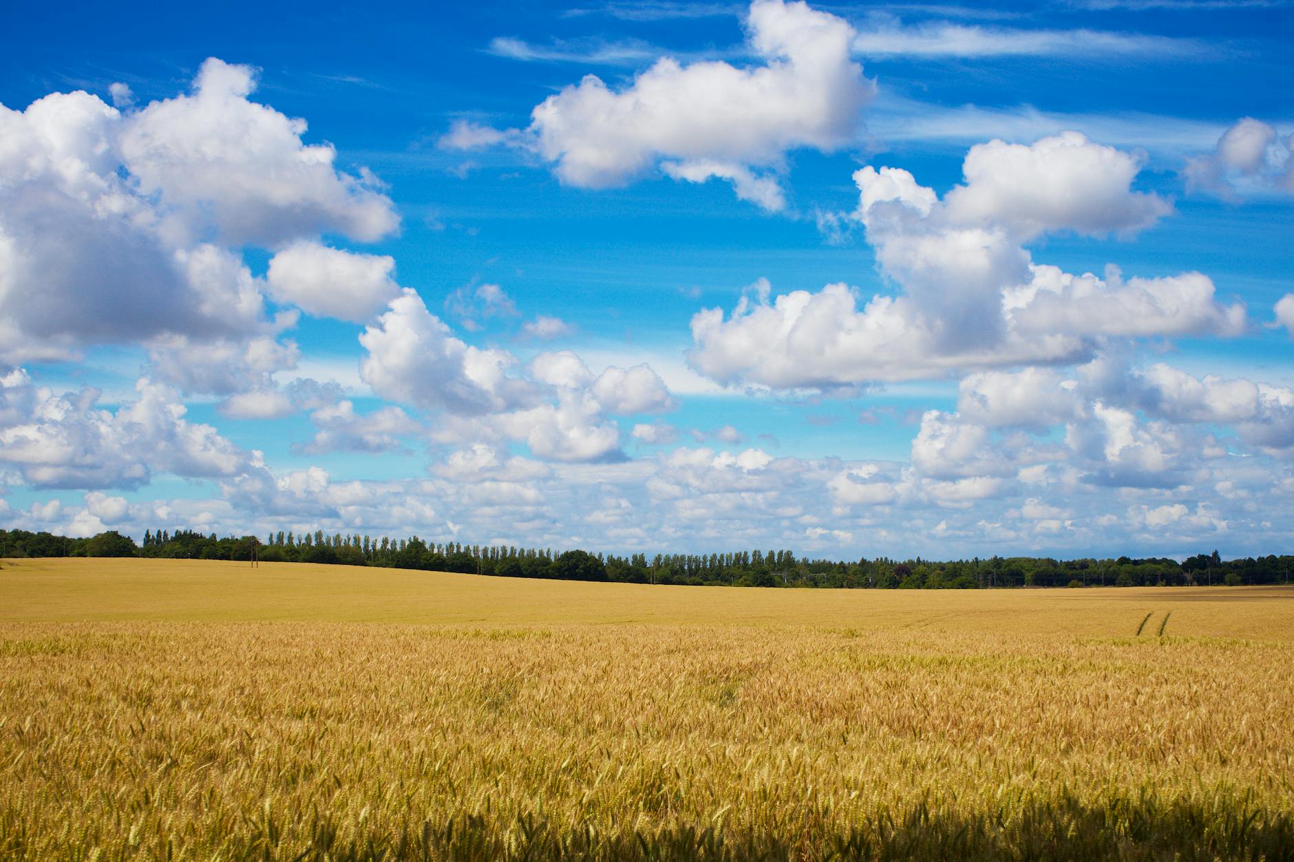 Golden wheat field on productive agricultural land representing farmland investment value