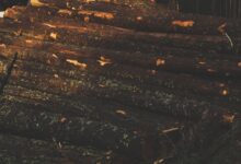 Dense managed timber forest with tall straight trees in rows