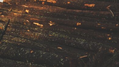 Dense managed timber forest with tall straight trees in rows