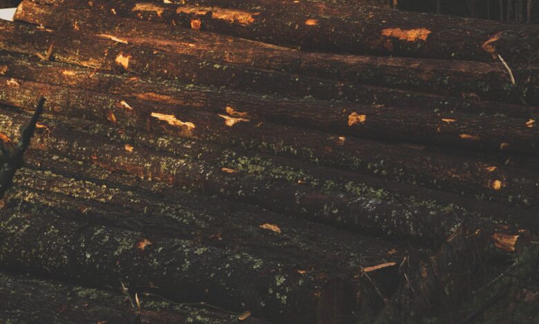 Dense managed timber forest with tall straight trees in rows
