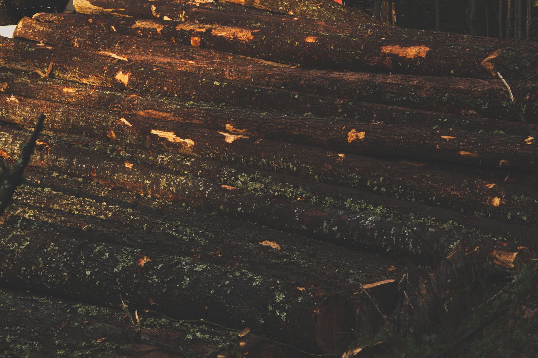 Dense managed timber forest with tall straight trees in rows