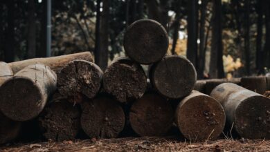 Dense managed forest with tall timber trees representing timberland investment assets