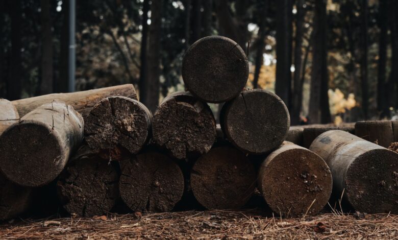 Dense managed forest with tall timber trees representing timberland investment assets