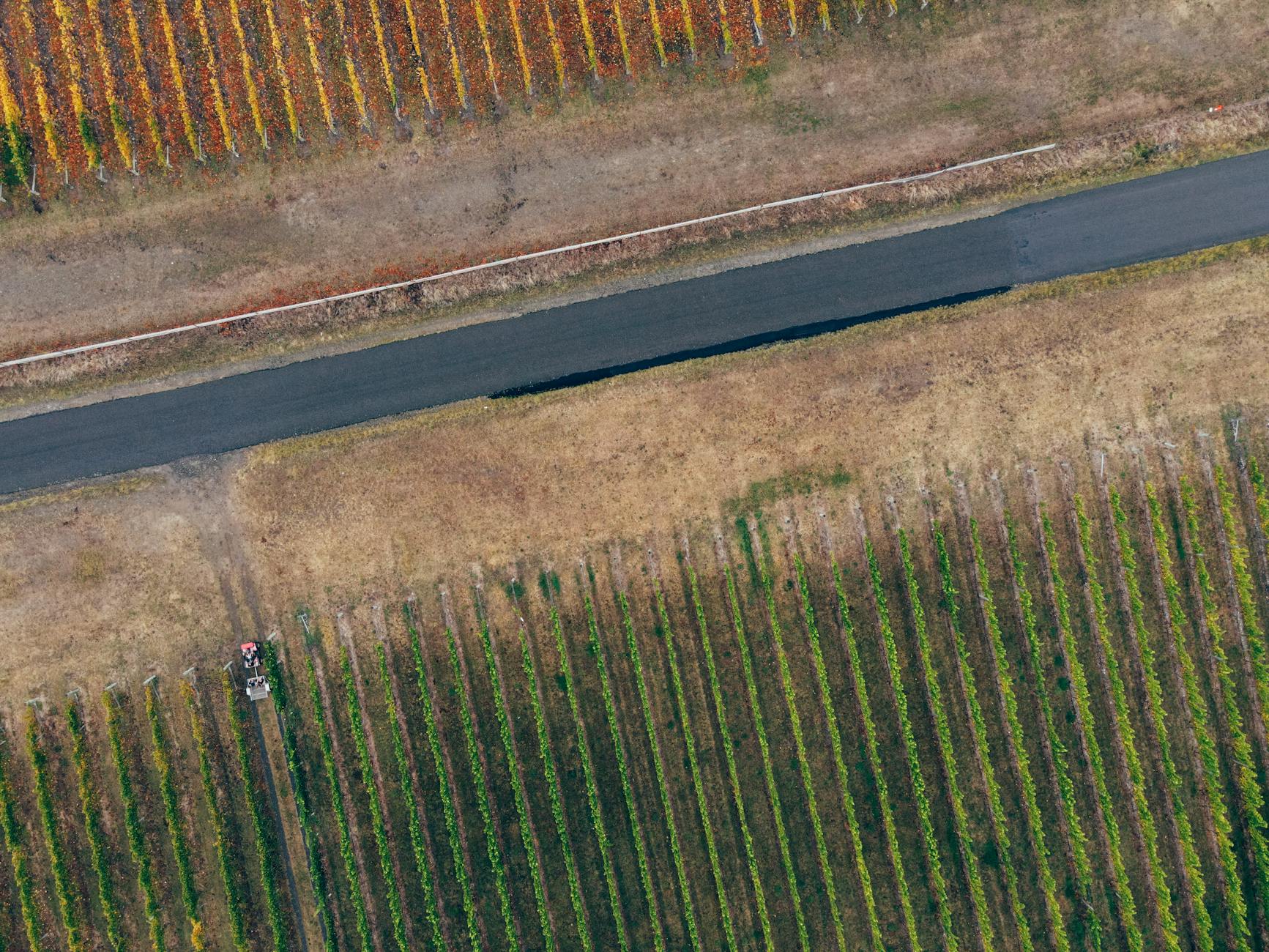 Aerial view of rows of grapevines in a wine-producing region