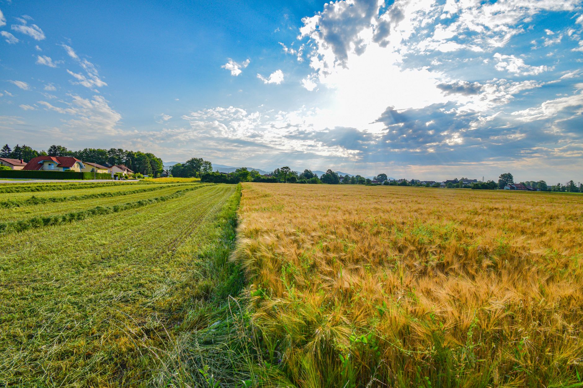 Golden wheat field at harvest time representing agricultural land value