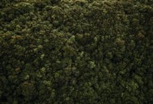 Aerial view of dense forest used in carbon offset and reforestation projects