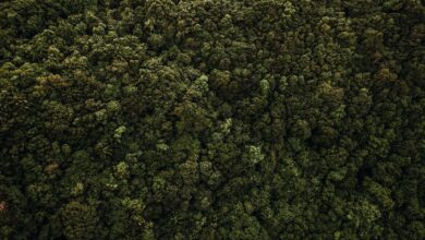 Aerial view of dense forest used in carbon offset and reforestation projects