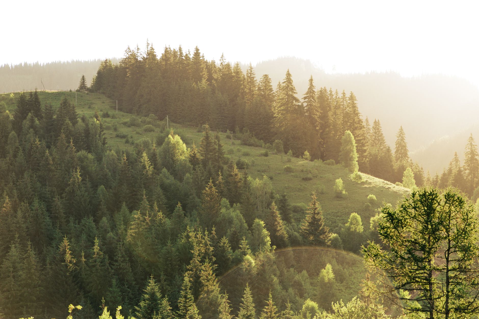 Forested landscape representing carbon sequestration and environmental finance projects