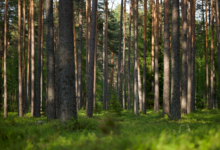 Aerial view of dense forest representing carbon offset projects tracked by registry systems