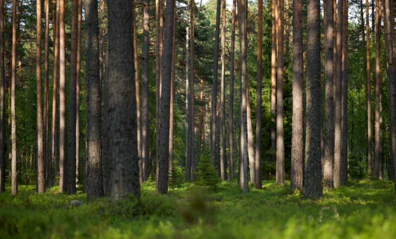 Aerial view of dense forest representing carbon offset projects tracked by registry systems