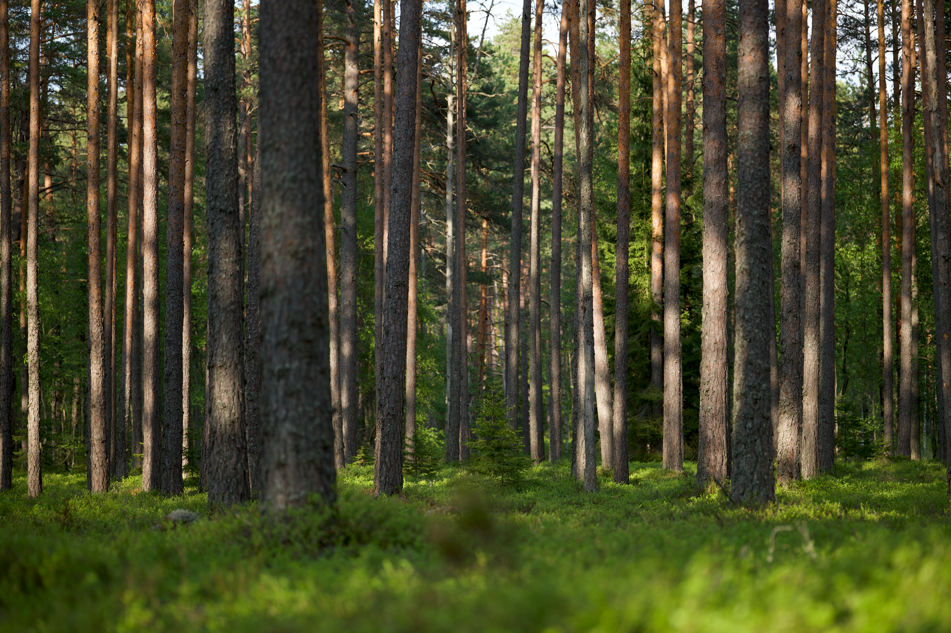 Aerial view of dense forest representing carbon offset projects tracked by registry systems