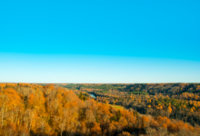 Aerial view of managed timberland used for biomass energy production