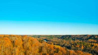 Aerial view of managed timberland used for biomass energy production