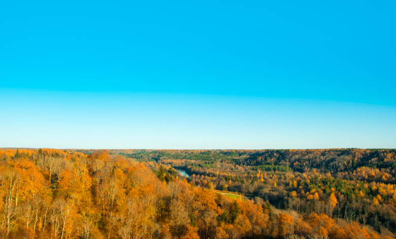 Aerial view of managed timberland used for biomass energy production