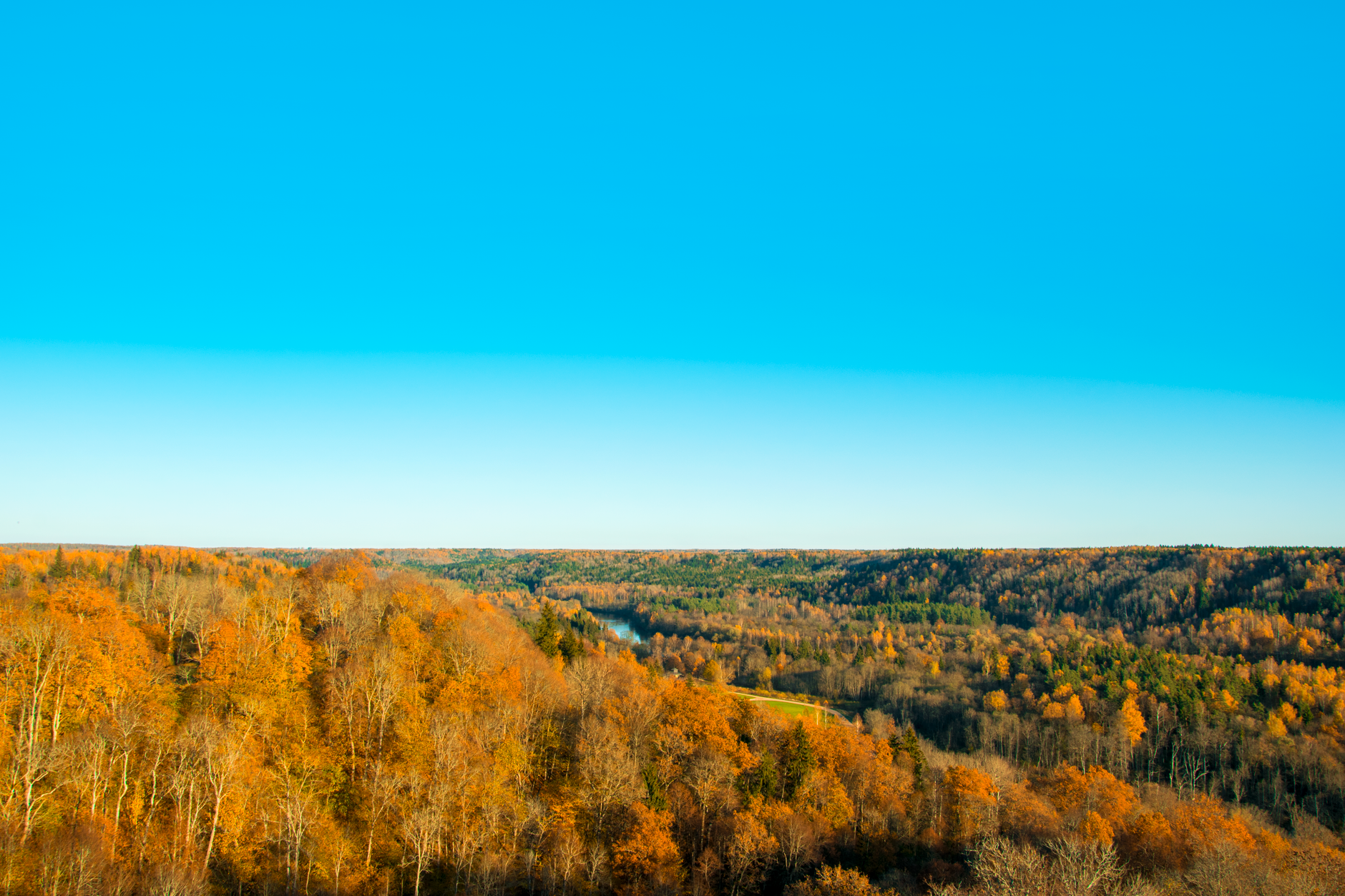 Aerial view of managed timberland used for biomass energy production