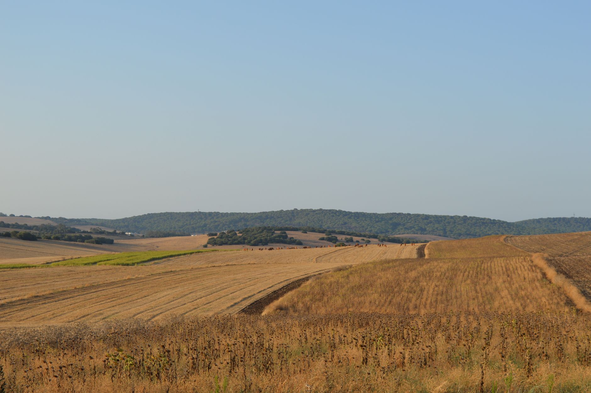 Wide open rural farmland under a clear sky