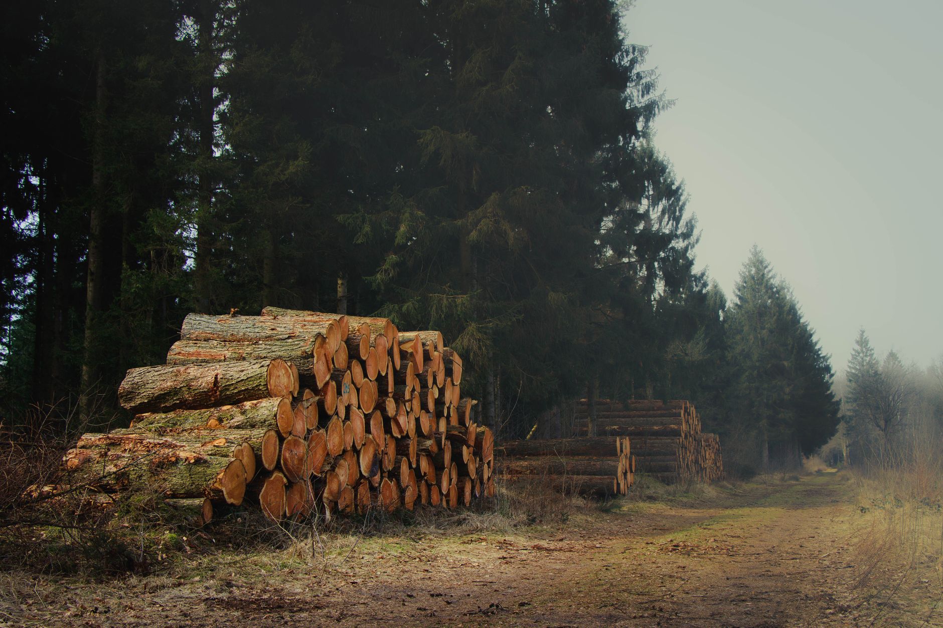 Commercial forestry operation harvesting timber for biomass feedstock