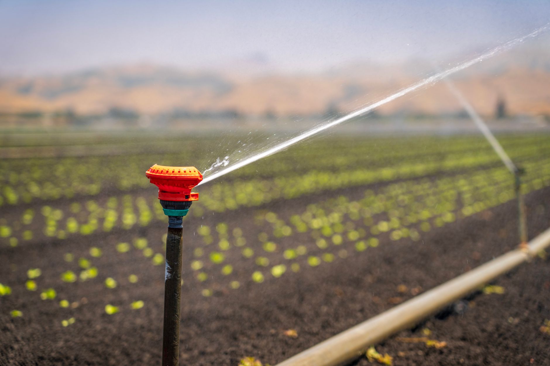 Agricultural field under irrigation with reclaimed water systems