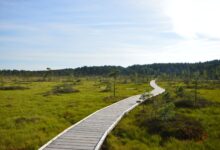 Expansive peat bog landscape with waterlogged terrain and low vegetation