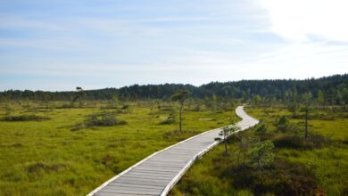Expansive peat bog landscape with waterlogged terrain and low vegetation