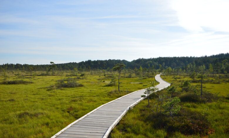 Expansive peat bog landscape with waterlogged terrain and low vegetation
