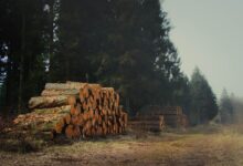 Tall timber trees in a managed forest ready for harvesting