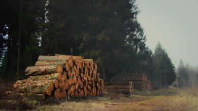 Tall timber trees in a managed forest ready for harvesting