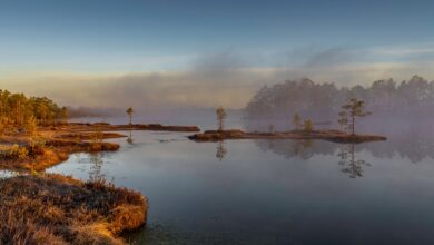 Wide view of a waterlogged peat bog landscape with low vegetation and overcast sky