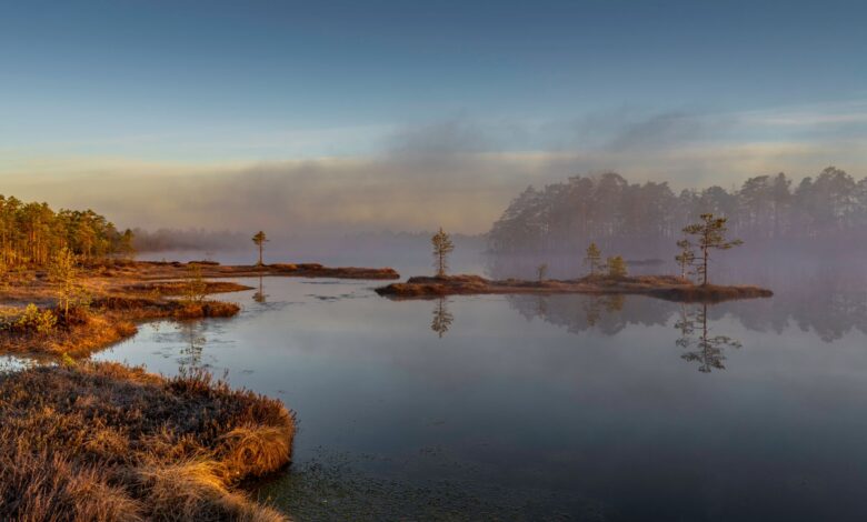 Wide view of a waterlogged peat bog landscape with low vegetation and overcast sky