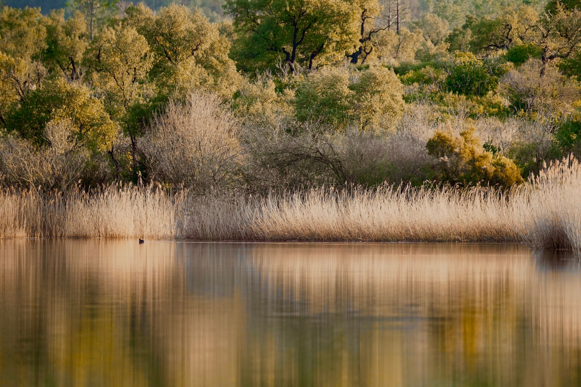 Still water reflecting sky in a natural wetland environment