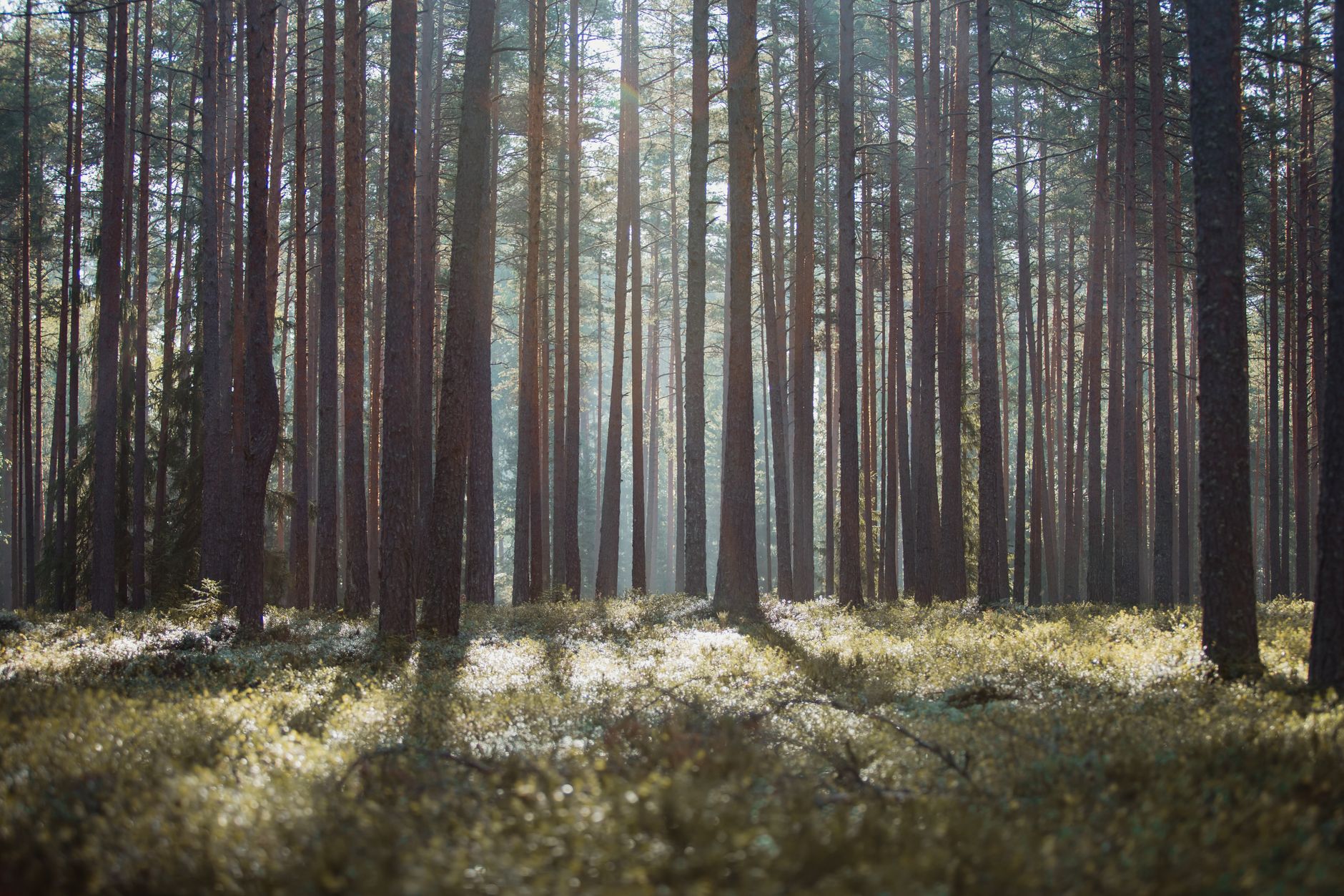 Dense forest landscape associated with carbon sequestration and environmental conservation