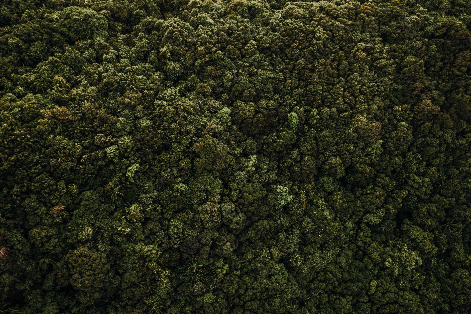 Aerial view of a large managed forest tract used for commercial timber