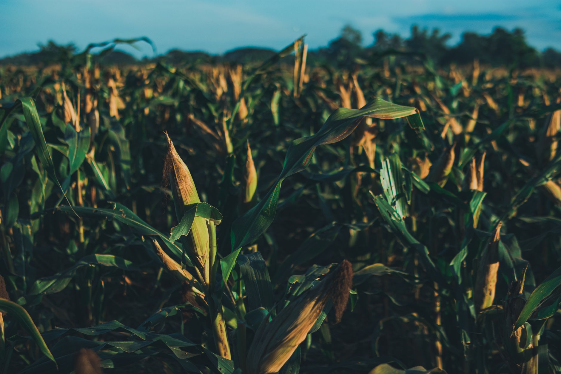 Corn grain and industrial ethanol production facility in the Midwest